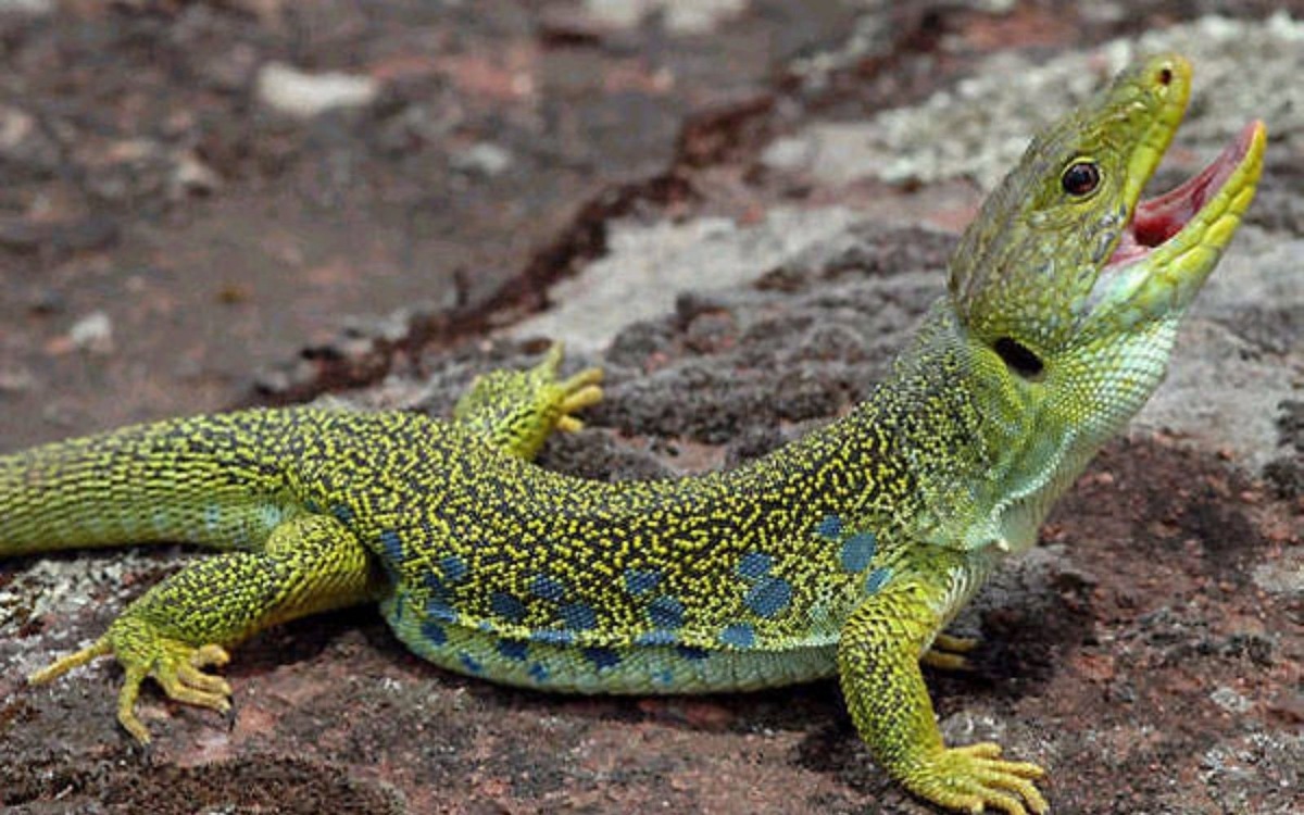Виды ящериц