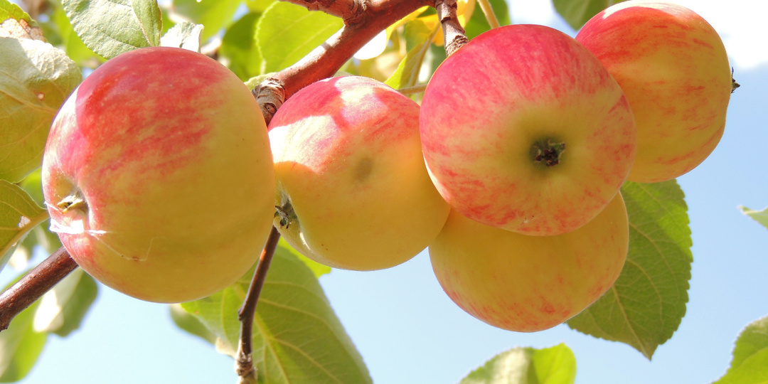 Подкормка яблонь в июне: чем удобрить для налива сочных плодов
