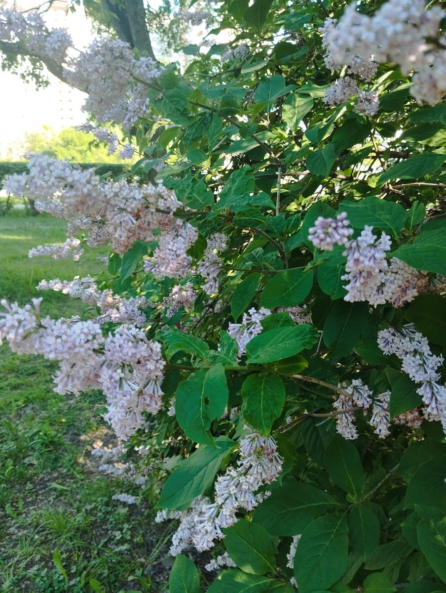 Сирень обыкновенная "Красавица Москвы". Используется в озеленении с 1975 года. ЗДЕСЬ и далее фото автора и(или) из личного архива автора, если не указано иначе.