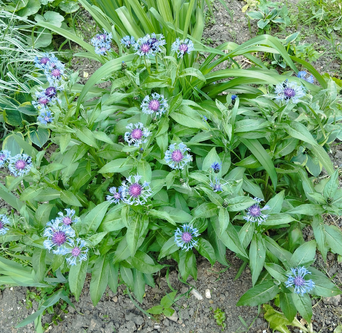 Городские цветы. Василёк горный.