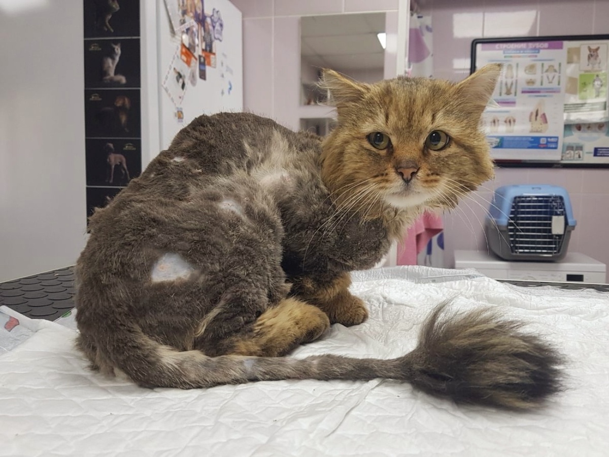 Афанасий показал, что к нему возвращаются силы