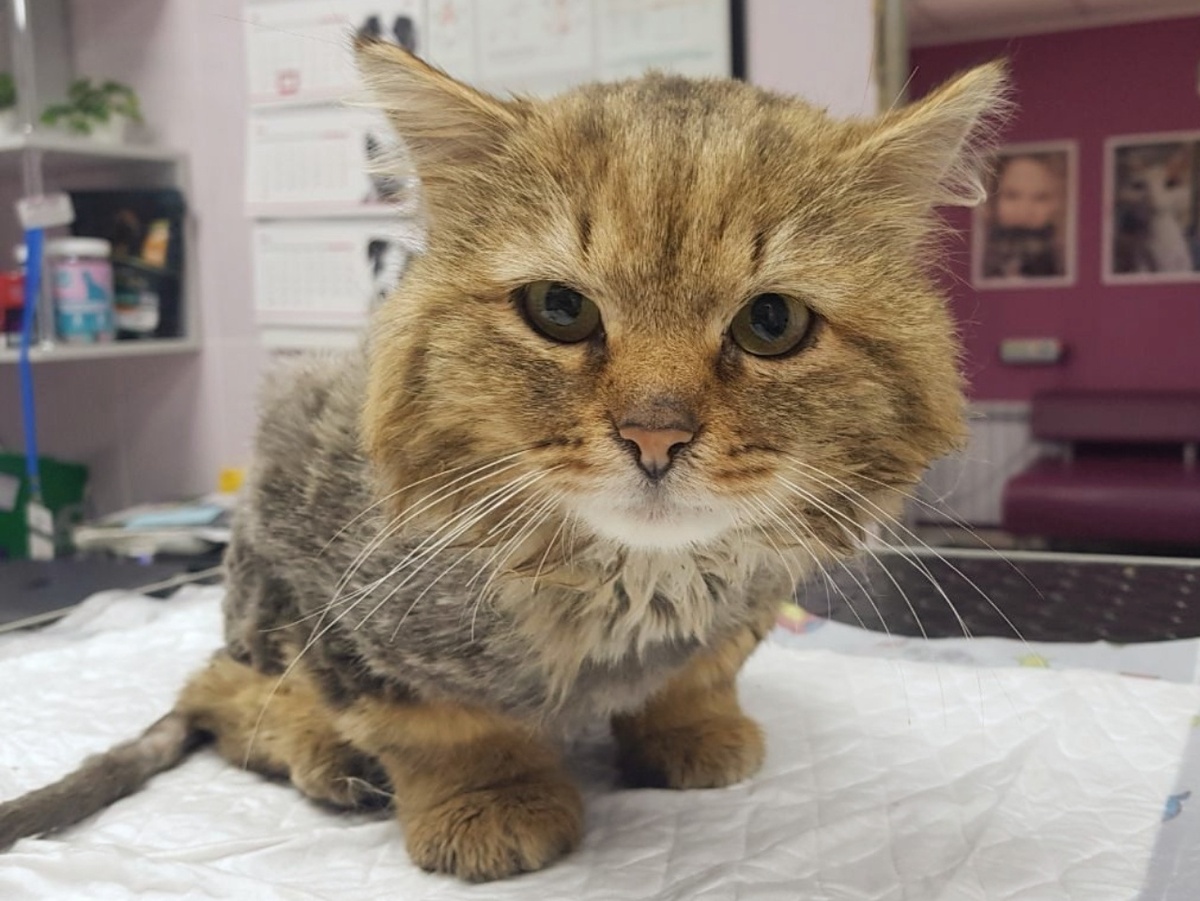 Мы должны обследовать спасенного кота, чтобы будущие хозяева знали всё о его здоровье