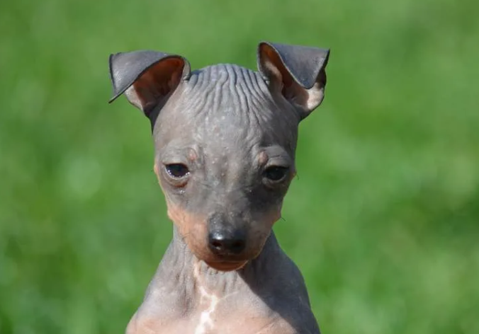 Безволосый терьер