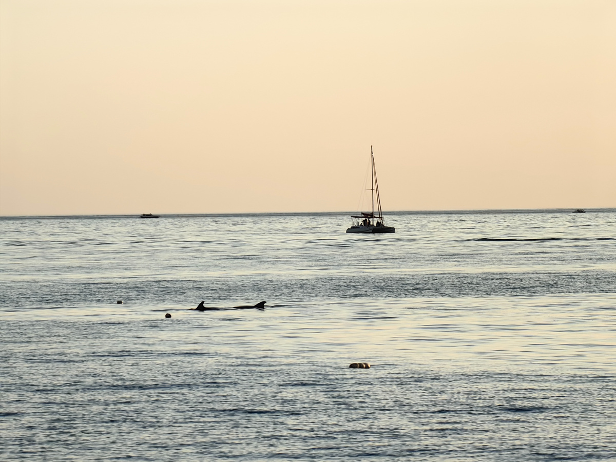 Пару спинных плавников