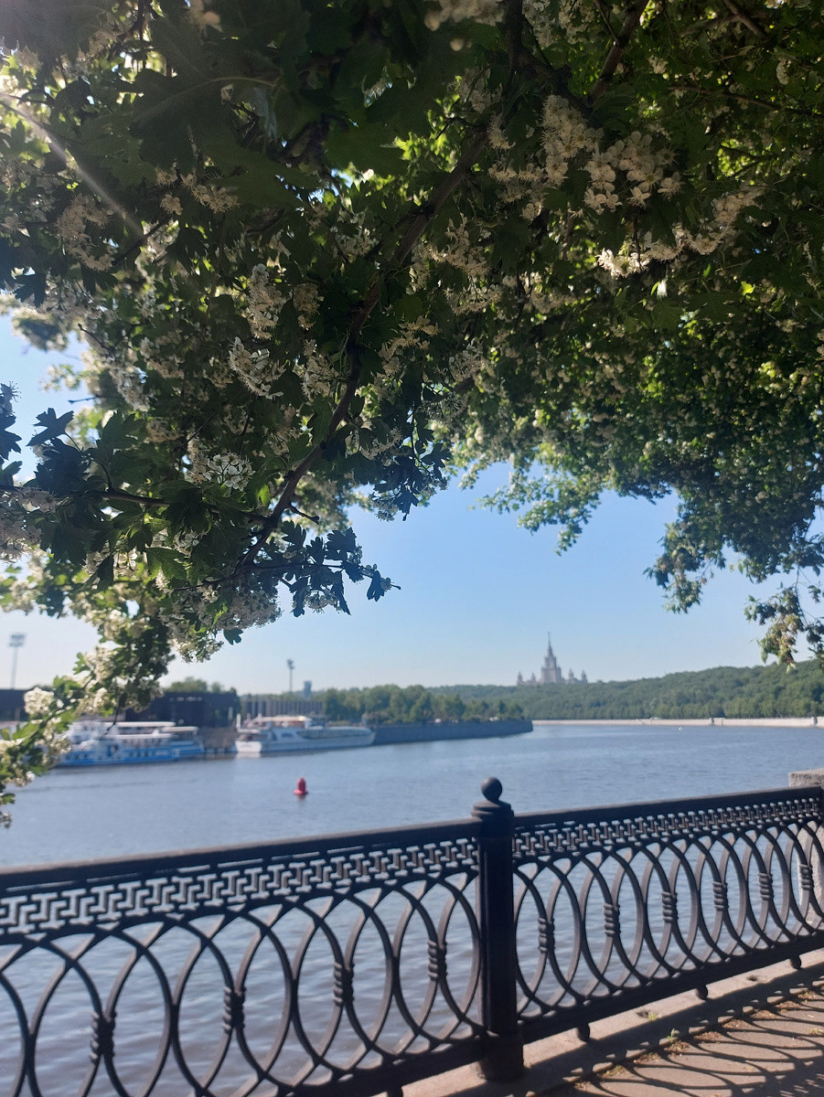 Просто набережная и цветочки для заставки