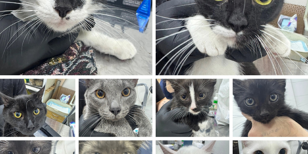 Десять кошек брошены на улице в двух переносках...