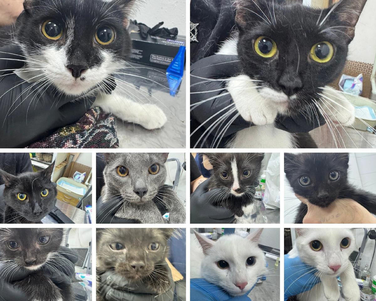 Черемша, Альзира, Асьера, Тайкоко, Зимомо, Спуки, Лабубу, Аджика, Тмин, Аир