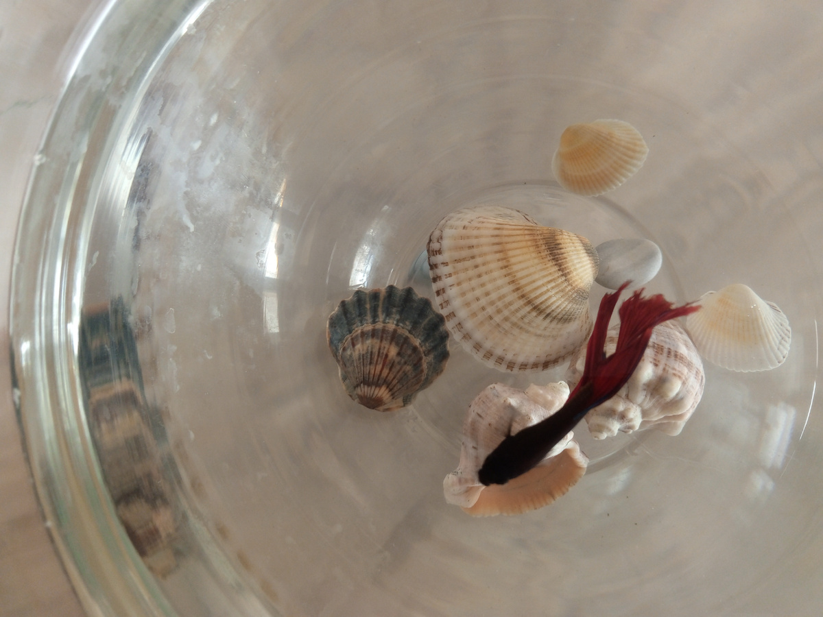 Рыбка петушок