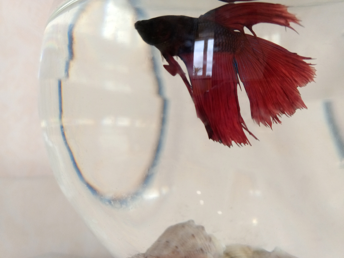 Рыбка петушок