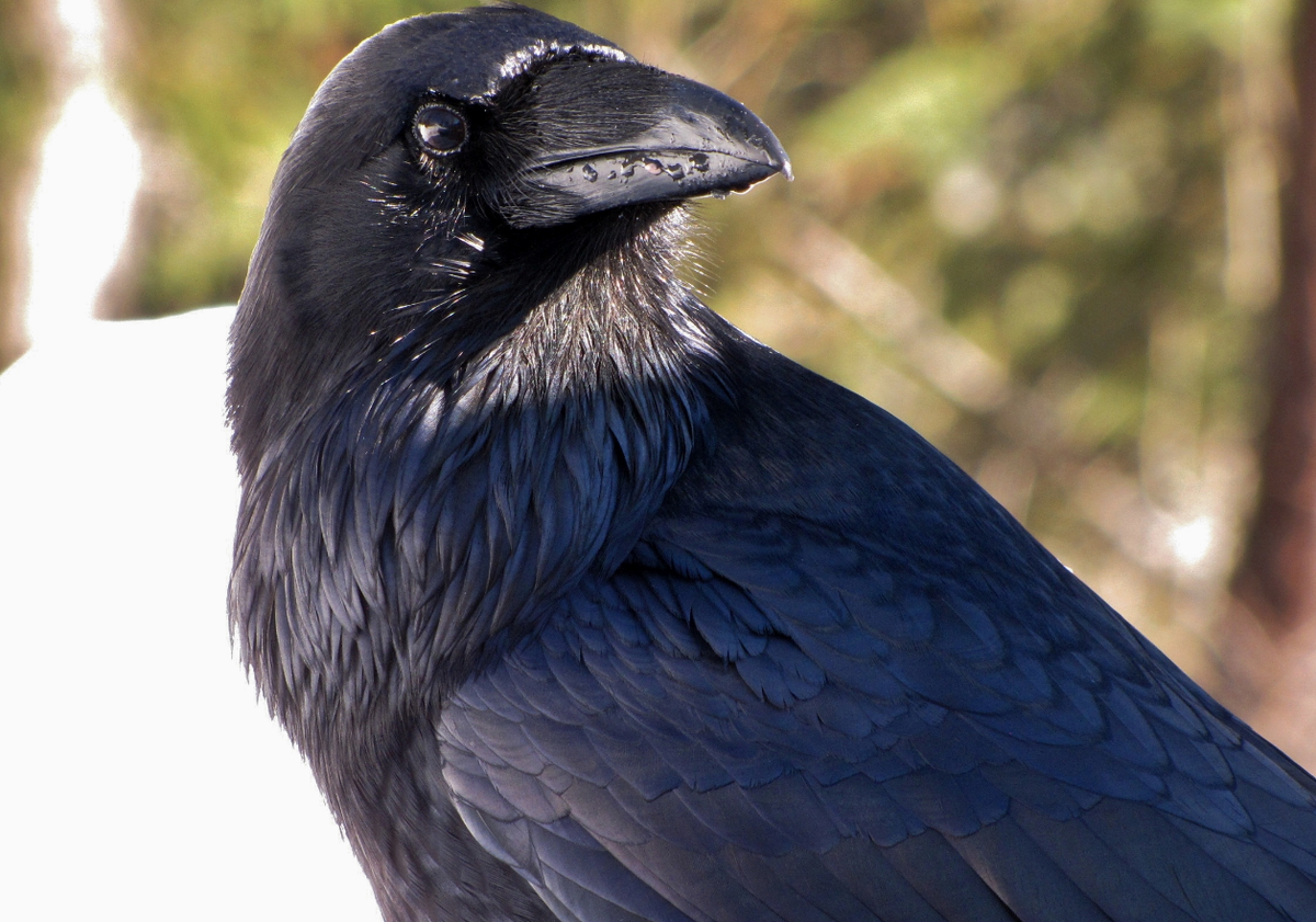 #осознанность #мужскаяпсихология #искусствослушать #силатишины #мужественность