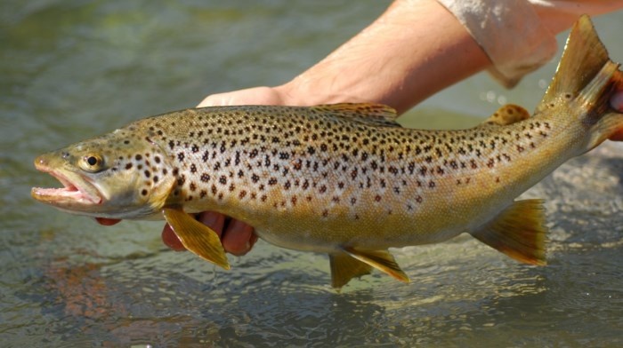 Что за рыба кумжа, и как её ловить: приёмы, приманки и секреты
