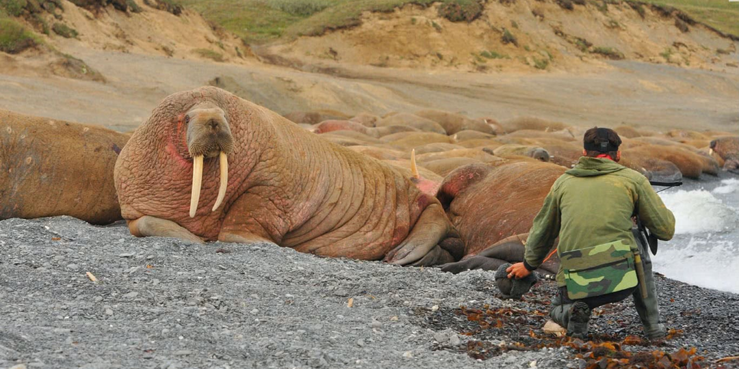 Морж: Единственный, кого побаивается белый медведь. Тёмные секреты гиганта Севера
