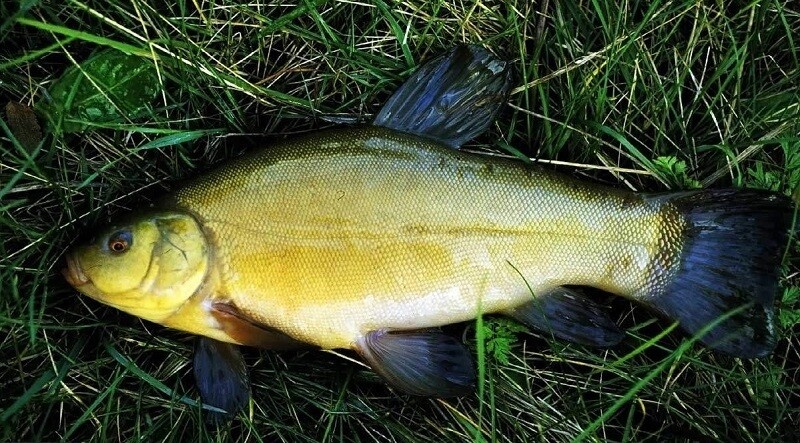 Рыбалка на линя: прикормка, приманки и секреты ловли