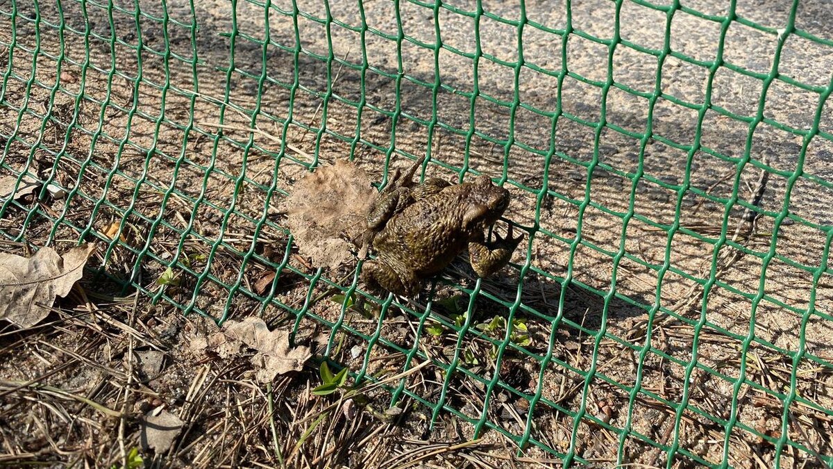    Фото: vk.com/infoeco_spb