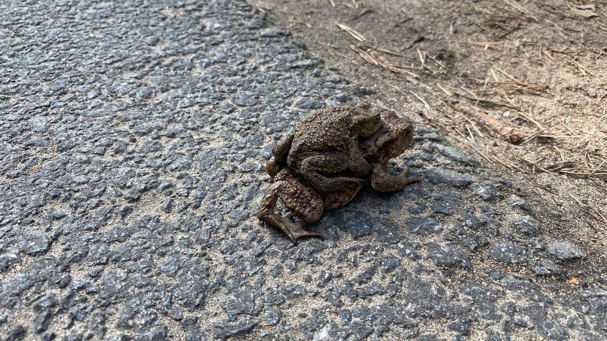    Фото: vk.com/infoeco_spb