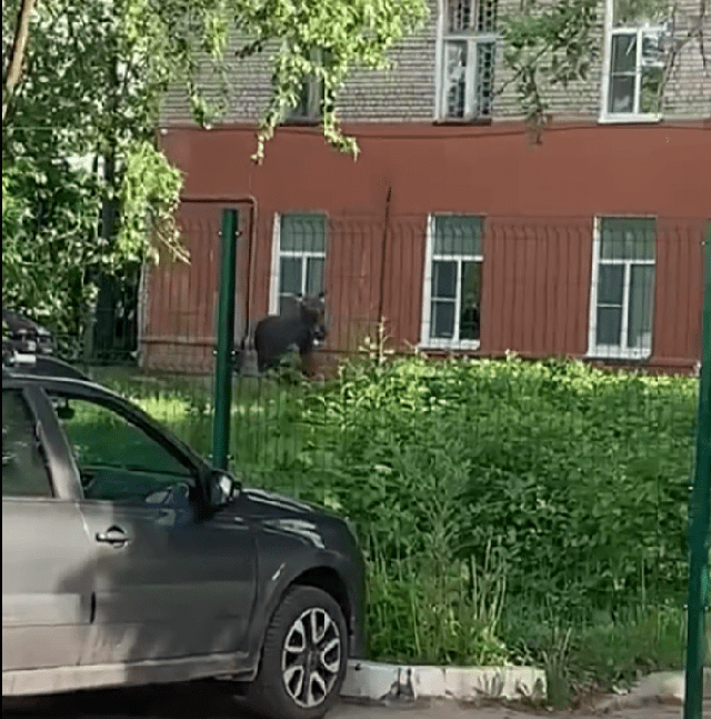 В Тверской области лоси ходят в школы и в больницы