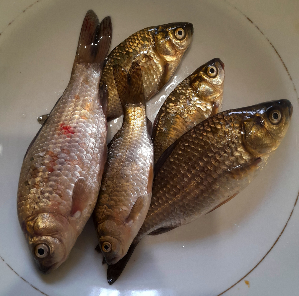 Караси. Фото автора.  