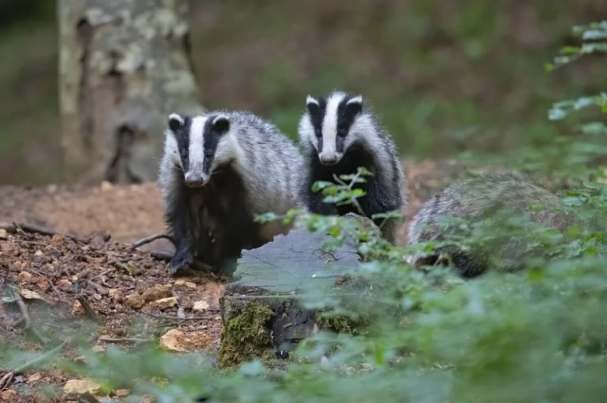    Барсуки помешали расширению склада боеприпасов в Нидерландах
