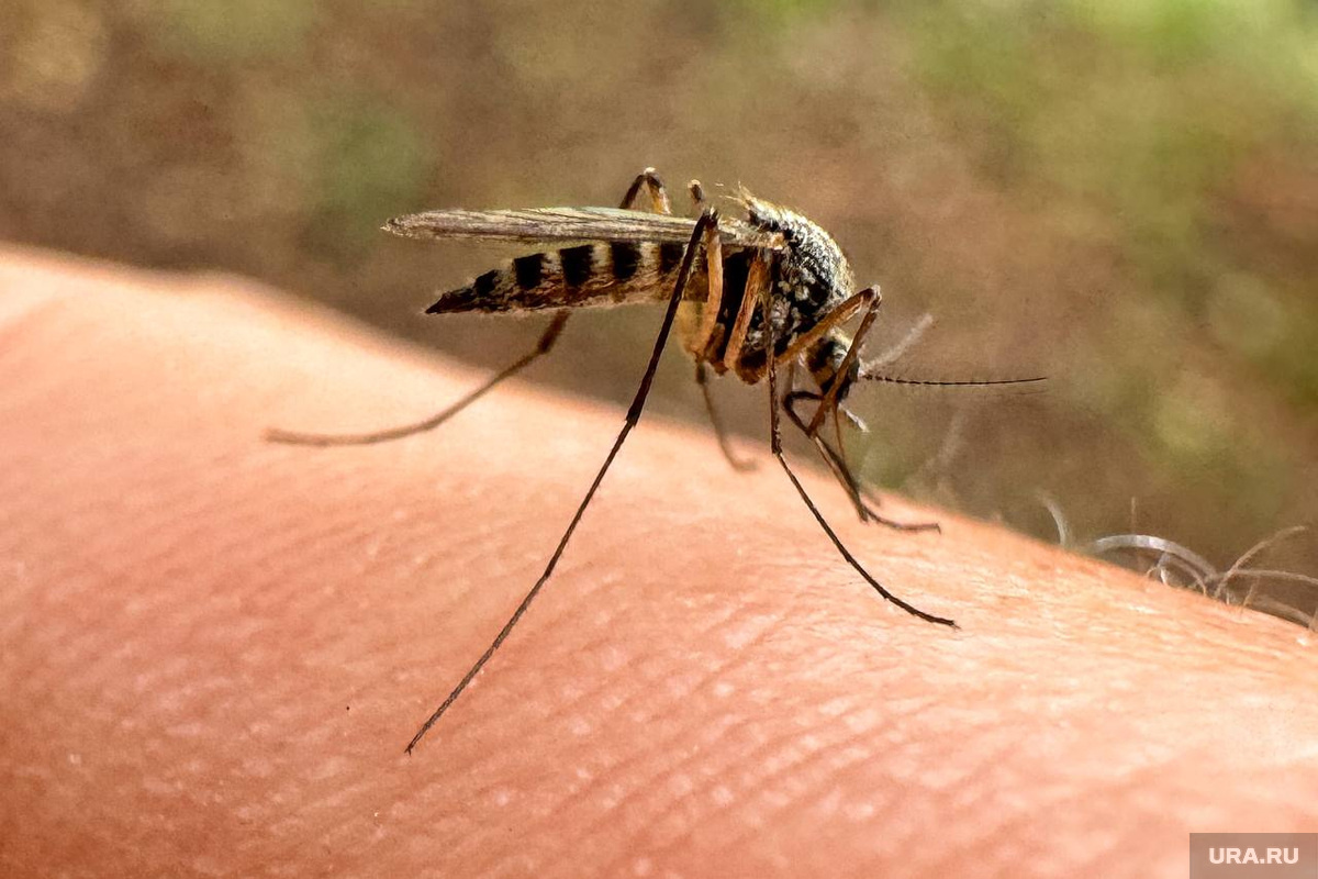 Главная защита от лихорадки — профилактика укусов комаров. Фото: Екатерина Сычкова © URA.RU
