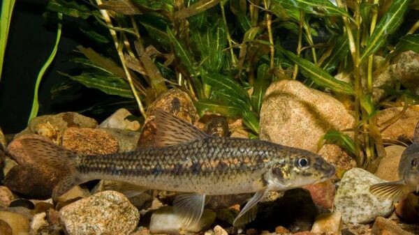 Рыбалка на пескаря: хитрости, приманки и прикормка для успешного улова