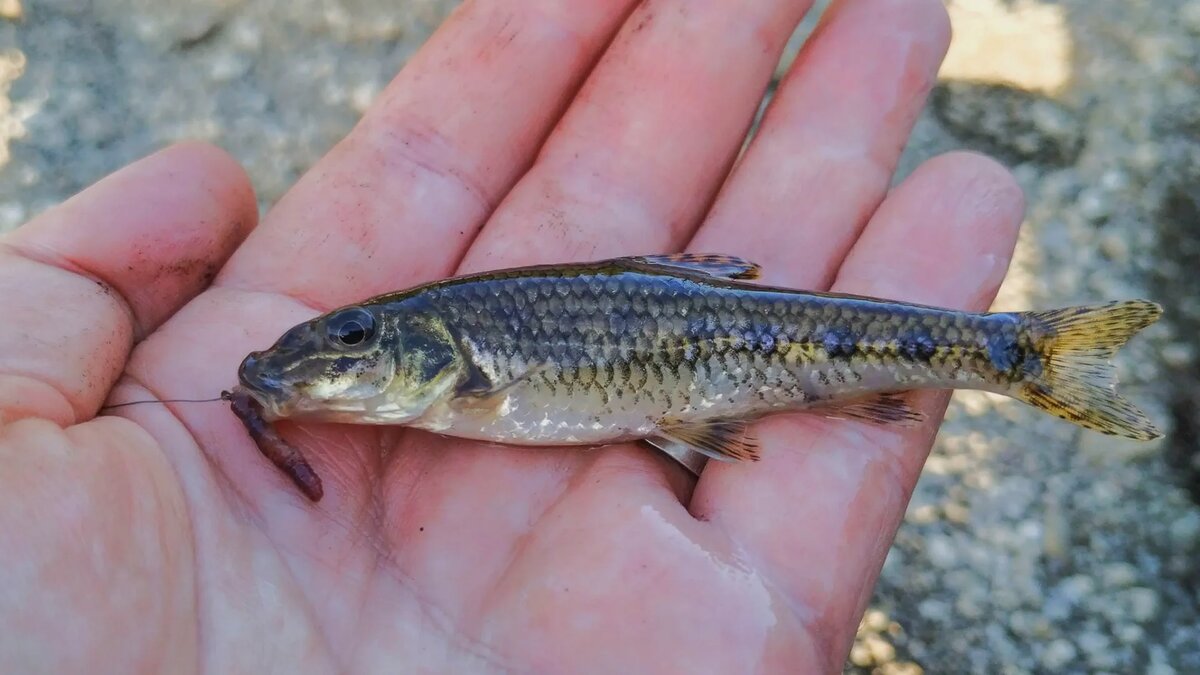 Рыбалка на пескаря: хитрости, приманки и прикормка для успешного улова