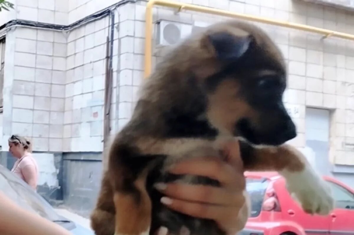    Рязанские волонтеры спасли щенка из колодца