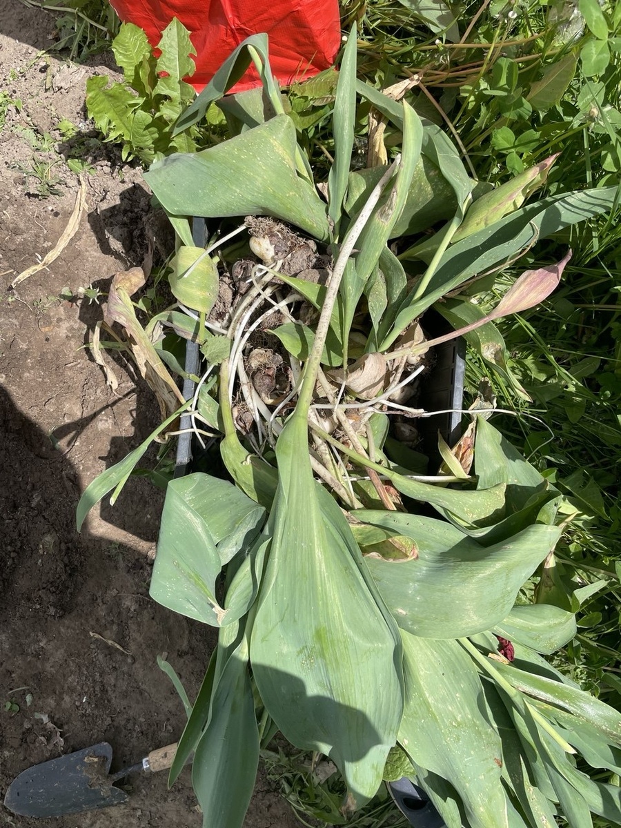 Из больших и энергозатратных дел - достать большую часть луковиц тюльпанов с клумбы, где их быть не должно. 