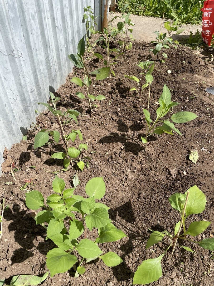 Себе я оставила 17 сеянцев георгин, остальные раздала коллегам и друзьям. Жалко, что маркировка сортов подкачала и маркер стерся. Ну, так, возможно, еще интереснее, «уже не киндер но сюрприз»