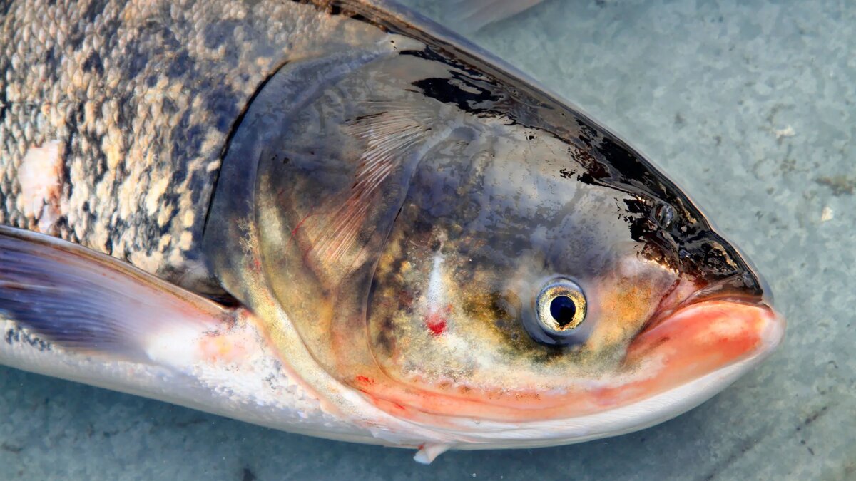 Рыбалка на толстолобика: эффективные прикормки, успешные приманки и секреты ловли