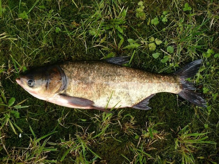 Рыбалка на толстолобика: эффективные прикормки, успешные приманки и секреты ловли