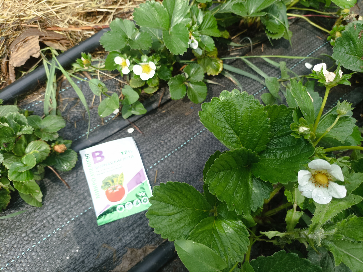 Борная кислота для цветения клубники