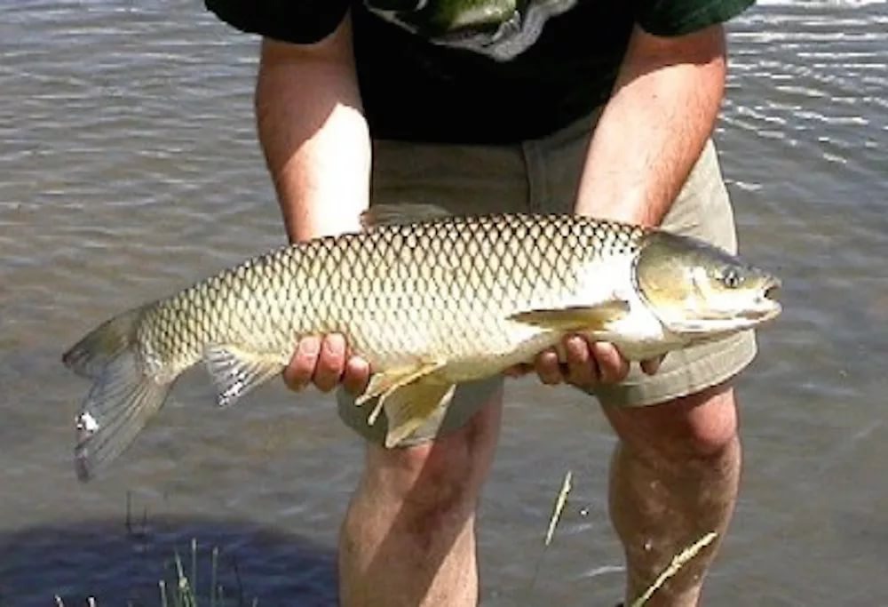 Секреты ловли белого амура: эффективные приманки и прикормки для успешной рыбалки