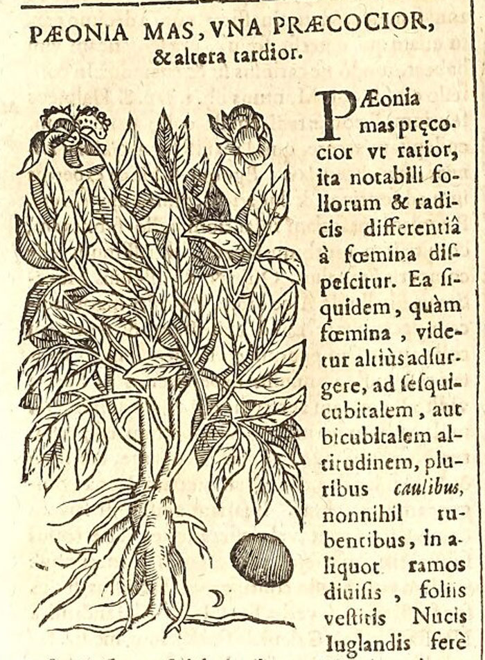 Изображение Пиона мужского в книге Historia plantarum universalis.