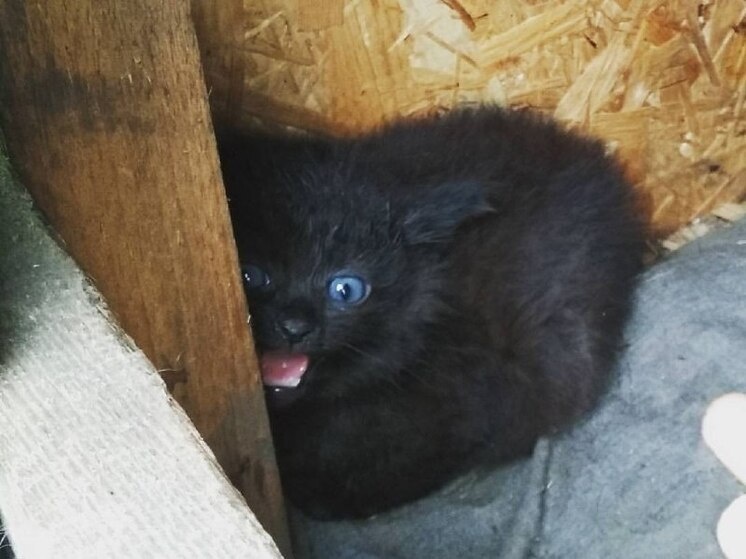     Эксперт Волова: слепому котенку нужна только забота. Фото: архив МК в Хакасии