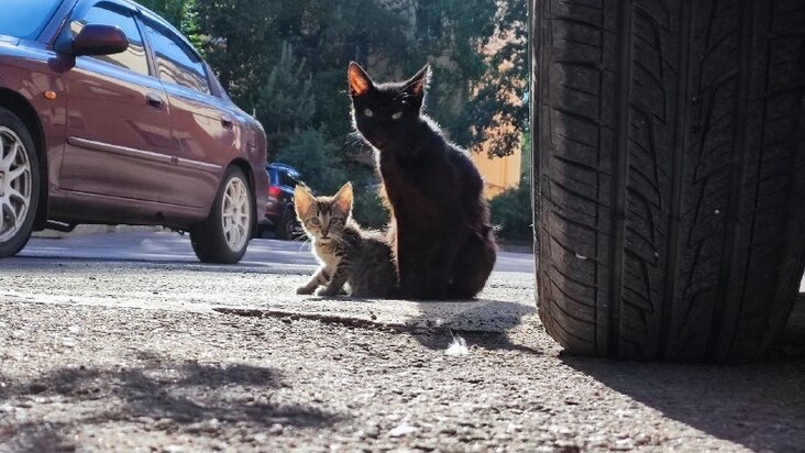     Фото: архив МК в Хакасии