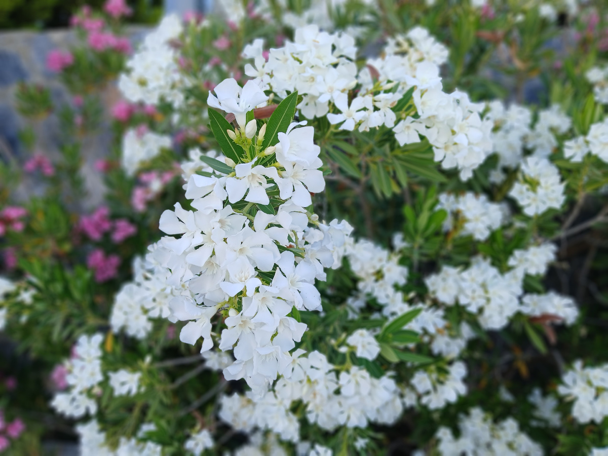 Цветут олеандры