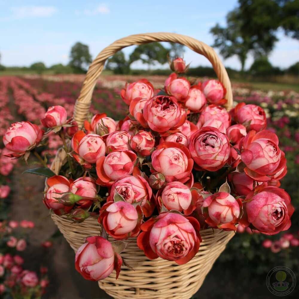 Роза "Pompeji" (Помпеи) Фото из интернета