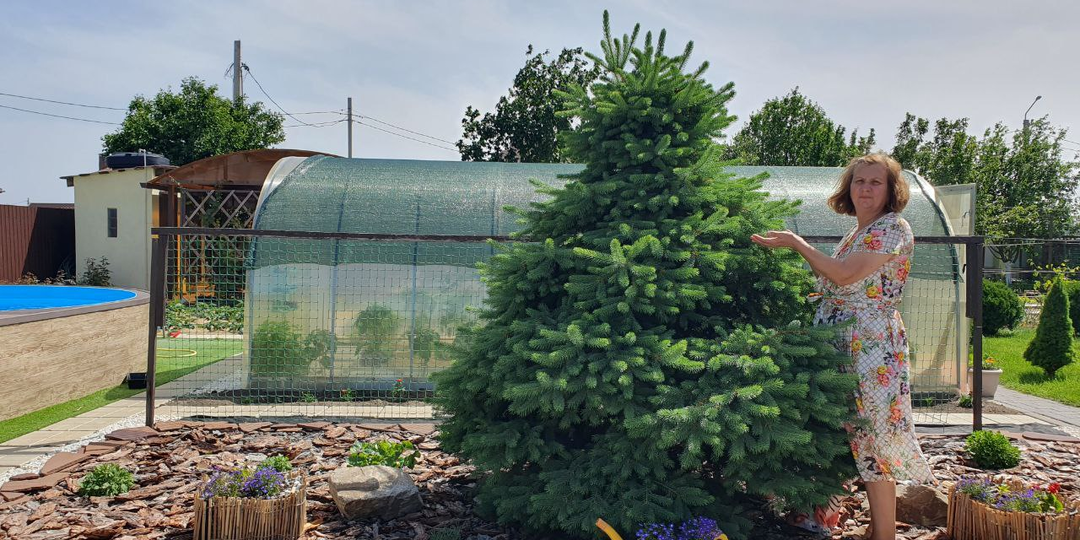 Как пересадить хвойные деревья и не навредить им