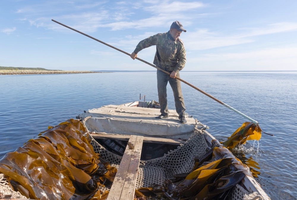 Добыча водорослей для Архангельского водорослевого комбината. Фото: Юлия Невская