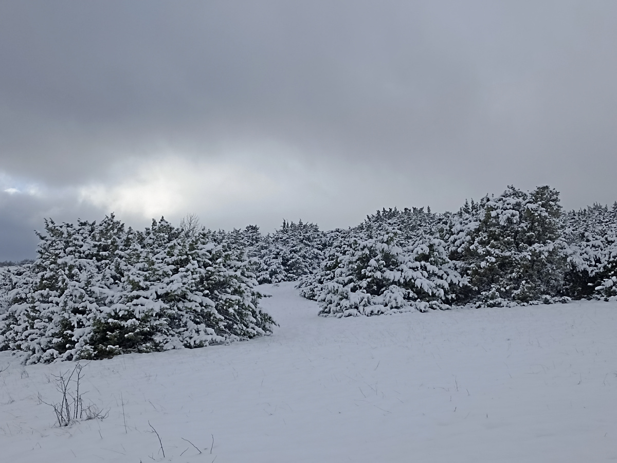 Можжевеловая роща в двух шагах от нашей лужайки