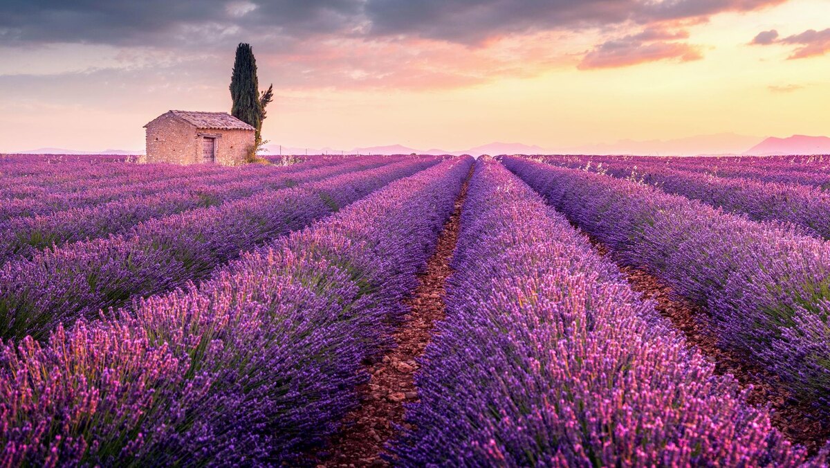 Запах лаванды и свет прованских деревень: прочувствуйте лето во Франции, не выходя из дома
