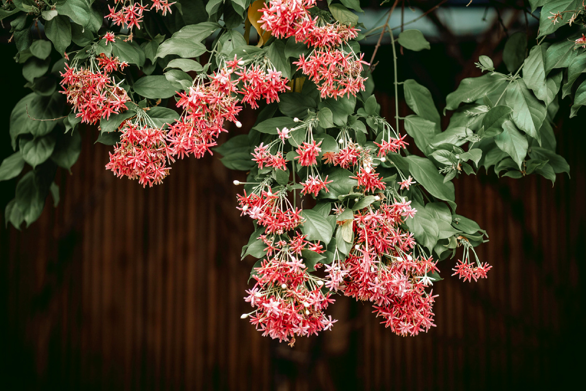 Фотограф: Thể Phạm: https://www.pexels.com/ru-ru/photo/31211929/