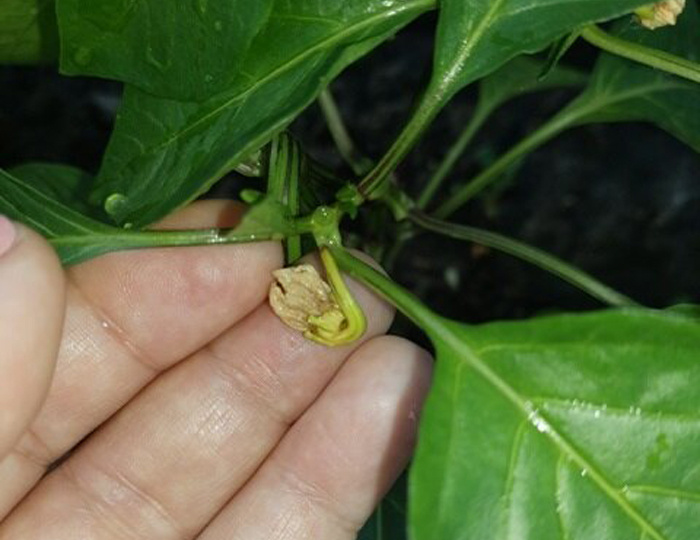 Перцы сбрасывают завязь: чем удобрить и что можно сделать