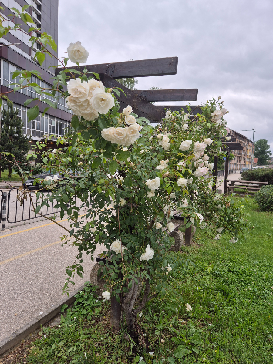 По городу все больше цветущих роз, невзирая на погоду. Красота!