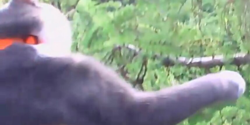    скриншот видео