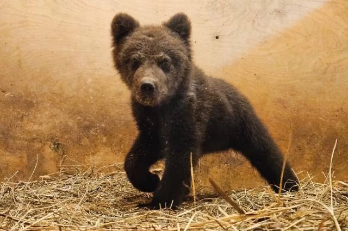    В Тверскую область привезли брошенного мамой медвежонка