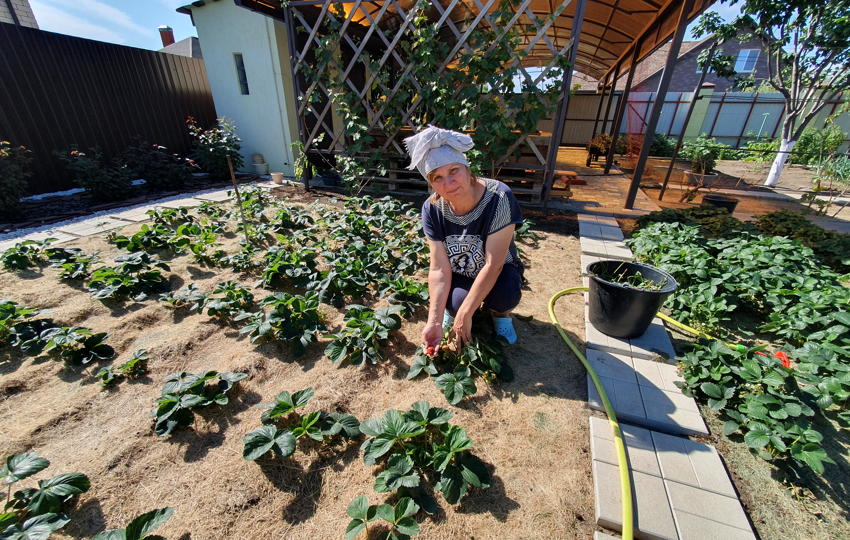 Как окружить клубнику особой заботой после сбора урожая: секреты Нины Коноваловой