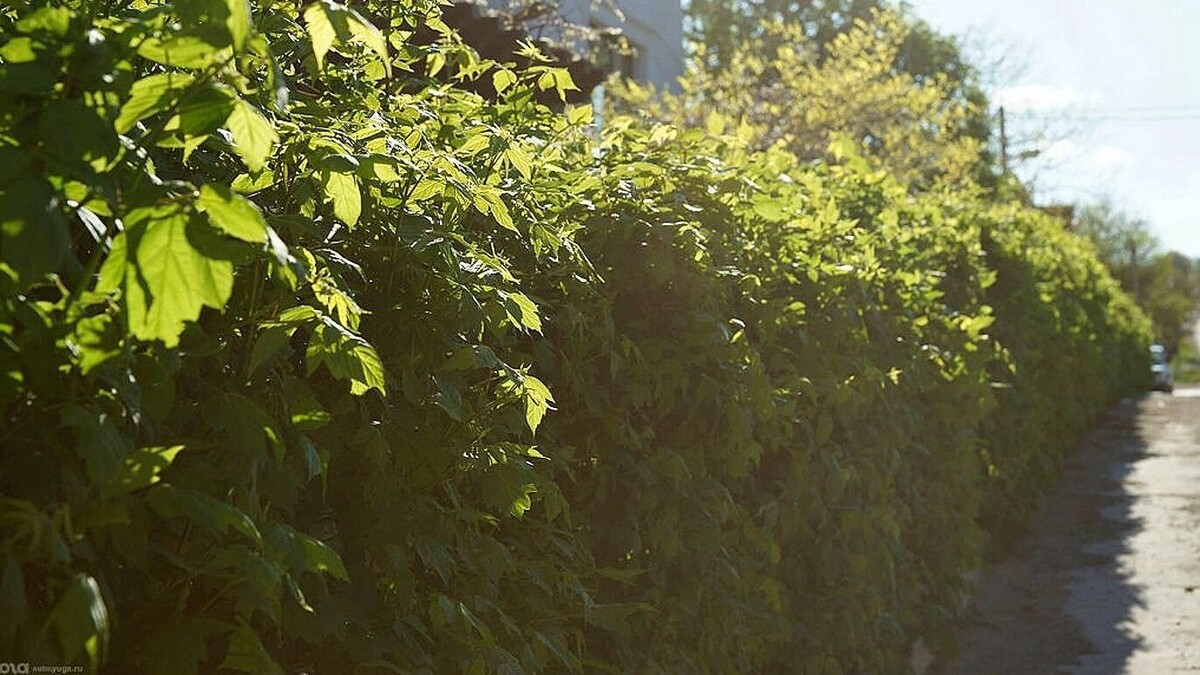     Автор: KubanPress