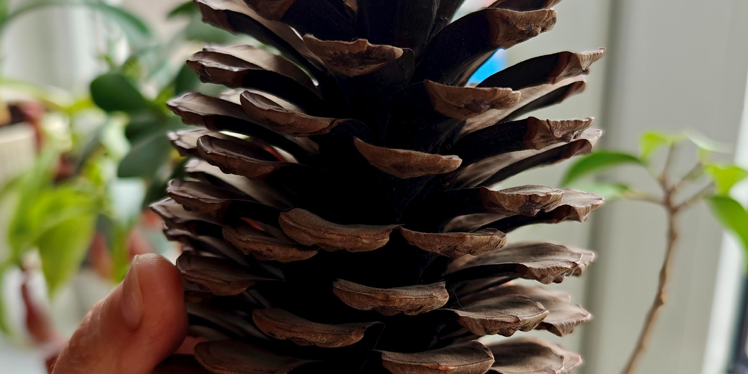 Тайны сосновых шишек: что скрывается за привычной оболочкой