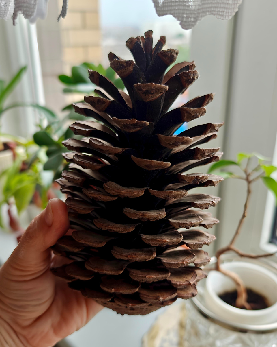 Шишка сосны приморской (найдена в Сочи)

